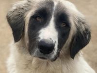 Leslie, geb. ca. 02/2021, lebt in GRIECHENLAND, im städt. Tierheim Serres