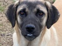 Lori, geb. ca. 01/2022, lebt in GRIECHENLAND, im städt. Tierheim Serres