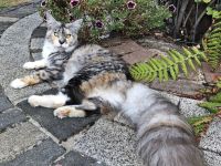 BELLA, 2,5 Jahre, MCO mit Stammbaum ab April auszugsbereit.