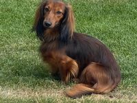 Zwerglanghaardackel Deckrüde