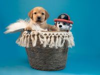 Nur noch vier Labrador-Retriever reinrassig in Foxred. Mit Ahnentafel!