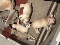 französische bulldogge reinrassig