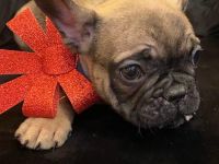 Französische Bulldoggen