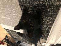 Europäisch kurzhaar