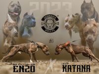 American Bully XL Deckrüde von IRONCROSS STALEFISH