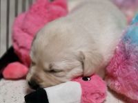 ** Labrador Welpen aus Hausaufzucht **