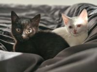 14 Wochen alte Katzen Babys suchen ein liebevolles Zuhause.