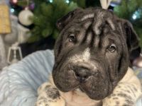 8 Welpen Shar pei