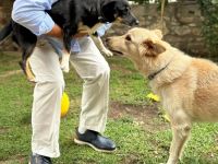 Snow unser Notfellchen