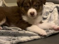 Australien Shephard welpen