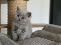 Bkh Kitten mit Stammbaum Champions Vorfahren