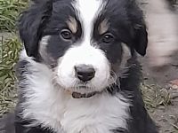 Border Collie Welpen reinrassig