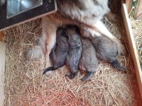 4 Leonberger Welpen "Mädchen" Abzugeben