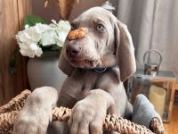 Weimaraner