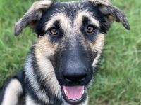 Minu, geb. ca. 09/2022, lebt in GRIECHENLAND, im städt. Tierheim Serres