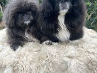 Pekinesenwelpen Pekinesen Welpen