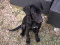 Mix-Welpen abzugeben