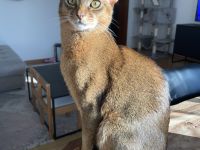 Abessinier Kitten