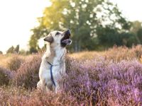 *2 Jährige Herdenschutzhündin sucht neues Zuhause*