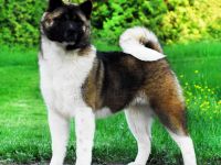American akita puppy/welpe