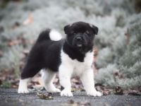 American akita puppy/welpe