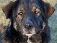 Clark, geb. ca. 02/2022, lebt in GRIECHENLAND, im städt. Tierheim Serres