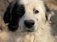 Colias, geb. ca.02/2018, lebt in GRIECHENLAND, im städt. Tierheim Serres