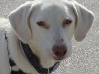 Hammy, geb. ca. 10/2022, lebt in GRIECHENLAND, auf einer privaten Pflegestelle