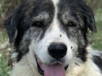 Askal, geb. ca. 07/2015, lebt in GRIECHENLAND, im städt. Tierheim Serres