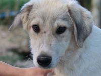 Wax, geb. ca. 04/2022, lebt in GRIECHENLAND, im städt. Tierheim Serres