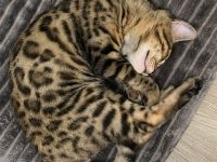 5 Monate alter Kitten Kater