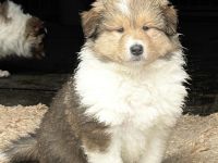 Wunderschöne Collie Welpen aus liebevoller VDH-Zucht