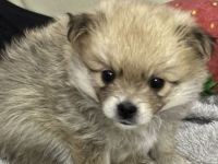 Wunderschöne Pomerian Zwergspitz bald Auszugsbereit