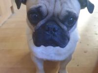 Liebevoller familiärer Retro Mops Deckrüde