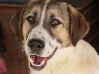 Canis, geb. ca. 12/2022, lebt in GRIECHENLAND, auf einer privaten Pflegestelle