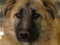 Hanja, geb. ca. 12/2022, lebt in GRIECHENLAND, auf einer privaten Pflegestelle