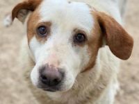 Lucero, geb. ca. 04/2016, lebt in GRIECHENLAND, im städt. Tierheim Serres