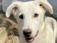 Nippon, geb. ca. 02/2022, lebt in GRIECHENLAND, auf einer privaten Pflegestelle