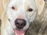 Tyson, geb. ca. 11/2022, lebt in GRIECHENLAND, im städt. Tierheim Serres