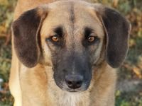 Fritz, geb. ca. 05/2022, lebt in GRIECHENLAND, im städt. Tierheim Serres