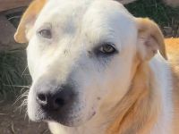 Ikarus, geb. ca. 04/2019, lebt in GRIECHENLAND, auf einem Gelände, auf dem die Hunde notdürftig vers