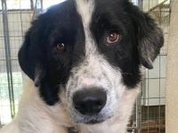 Valentino, geb. ca. 05/2021, lebt in GRIECHENLAND, im städt. Tierheim Serres