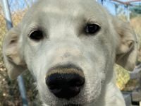 Tassilo, geb. ca. 04/2021, lebt in GRIECHENLAND, im städt. Tierheim Serres