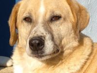 Spike, geb. ca. 05/2019, lebt in GRIECHENLAND, im städt. Tierheim Serres