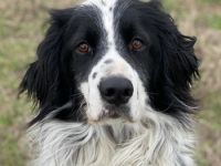 Remo, geb. ca. 01/2020, lebt in GRIECHENLAND, auf einer privaten Pflegestelle