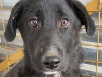 Donald, geb. ca. 09/2022, lebt in GRIECHENLAND, auf einem Gelände, auf dem die Hunde notdürftig vers