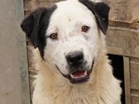 Ronny, geb. ca. 09/2022, lebt in GRIECHENLAND, im städt. Tierheim Serres