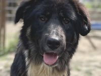 Nugget, geb. ca. 04/2022, lebt in GRIECHENLAND, auf einer privaten Pflegestelle