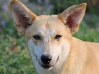 Milio, geb. ca. 09/2022, lebt in GRIECHENLAND, im städt. Tierheim Serres