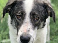 Logino, geb. ca. 03/2020, lebt in GRIECHENLAND, im städt. Tierheim Serres